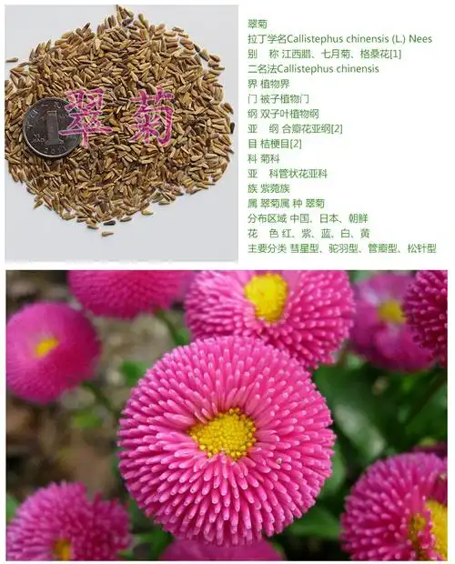 批发工程绿化草本花卉花籽 翠菊种子 观赏植物 园艺花卉 易.