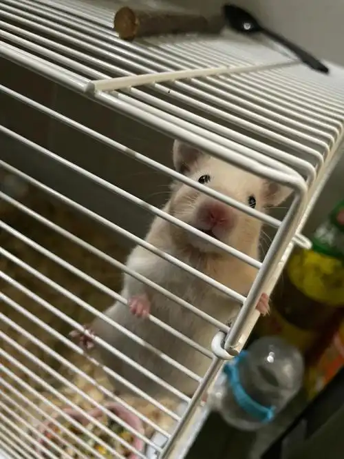 想越狱?你是逃不出这个笼子的,乖乖待着吧!哈哈哈哈哈#金丝熊  #仓鼠