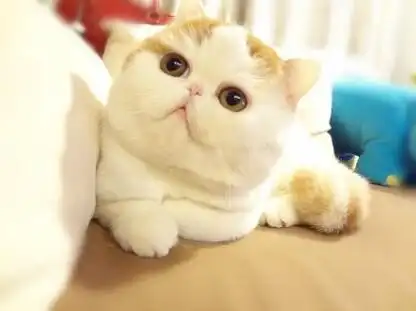 一起来认识网络红猫——红小胖snoopy