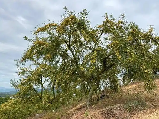 【助农】采访云落村:油柑变"致富果" 助力乡村振兴