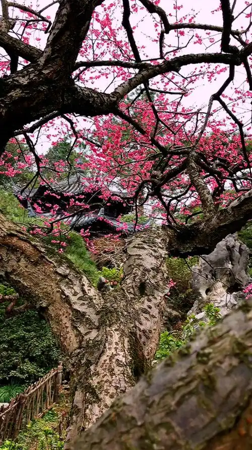 老梅树下喝老酒 一喝一醉