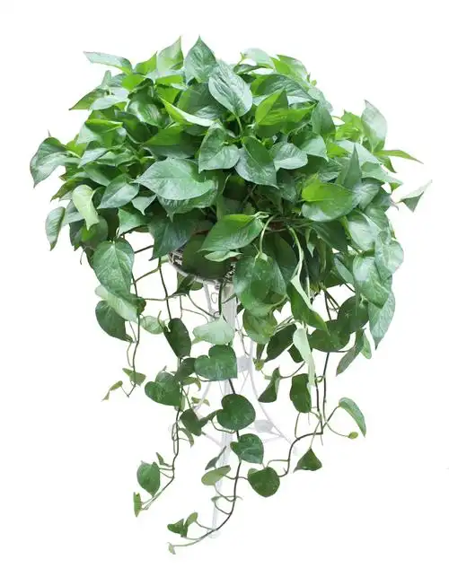 长藤绿萝大叶绿植盆栽吊兰观叶植物垂吊室内吸甲醛办公室净化空气