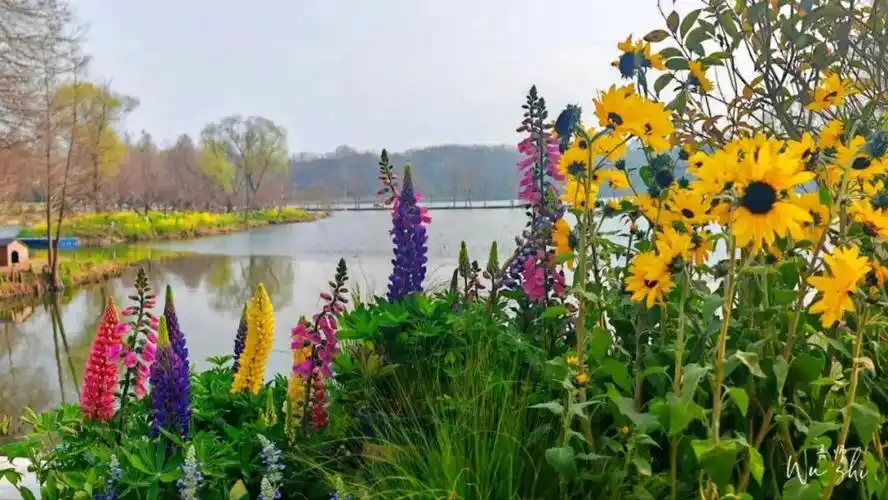 早安南京花海中徒步开启一场春日浪漫之旅