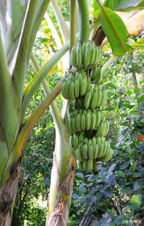 在我们家里很受器重的香蕉树,在这里遍地是,受到了冷遇.
