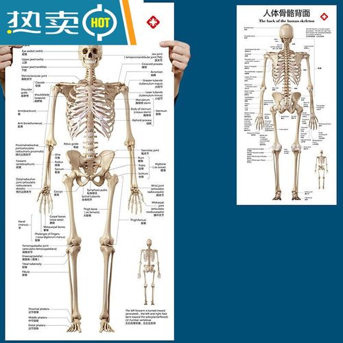 旭杉斯标准人体骨骼图大挂图片全身高清人体骨骼结构图