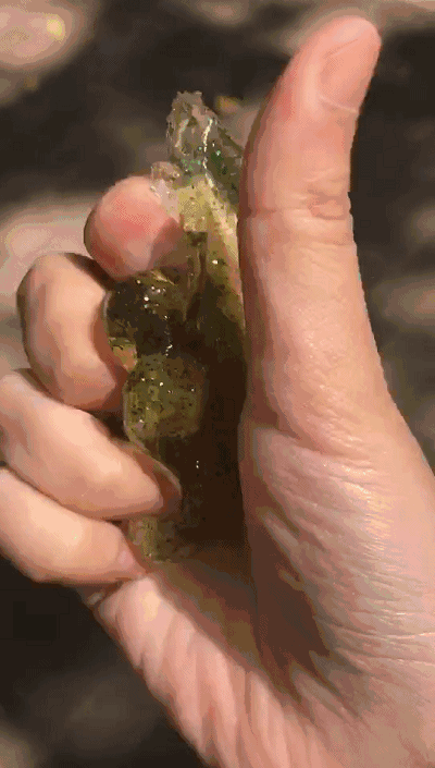 这种网红水晶泥被爆有毒赶紧检查一下孩子是否在玩