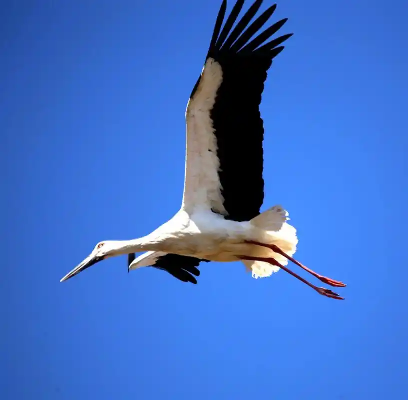 《新华湖的精灵》之东方白鹳.