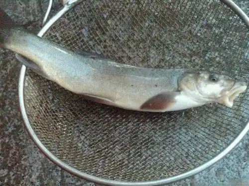 黄河白银段,垂钓一种高原冷水鱼,名叫"棒棒鱼"