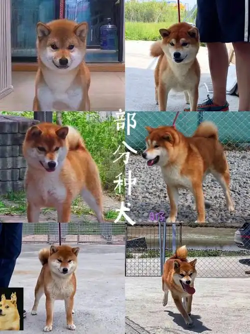 福锦庄柴犬养柴必读手册