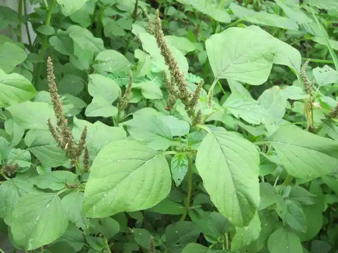 野苋菜的功能主治(农村随处可见的野苋菜,别把它当