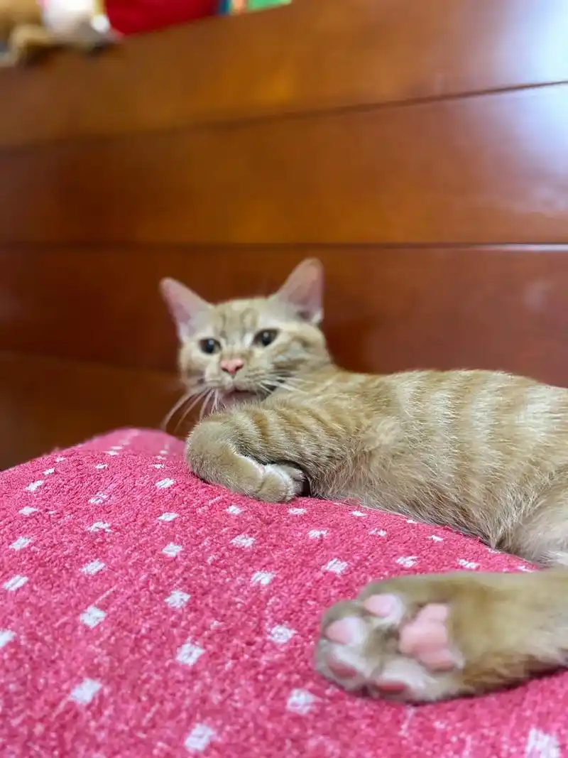 这几张照片看着都挺沙雕的哈哈哈哈