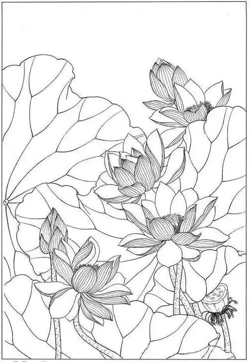 素材|一组工笔白描荷花图_国画_合作_教程