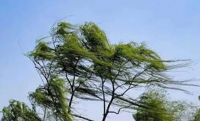 三十六读沂河新区:关于新区夏季刮风,打雷,触电等防灾抗灾减灾