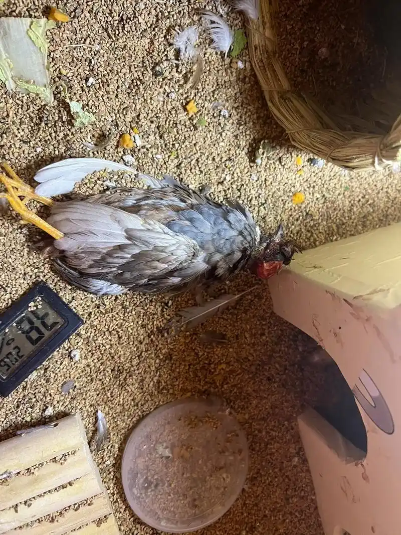 2023年1月4日打架死亡一只小鸡分笼21