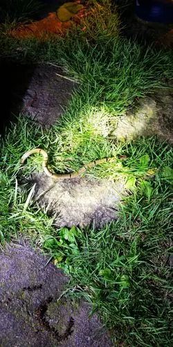 中国小头蛇,也叫菜花蛇,无毒.