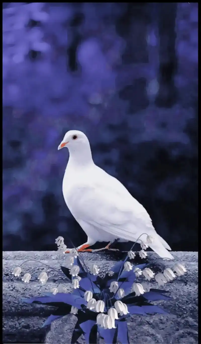 白色鸽子#清爽,洁白无瑕,象征着和平,光明与纯洁. - 抖音