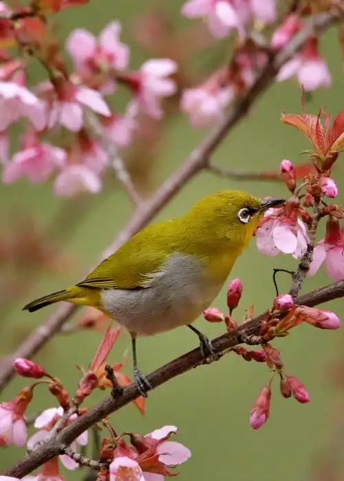 李老爷摄影《暗绿绣眼鸟》