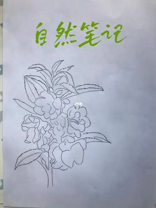 自然笔记凤仙花的生长