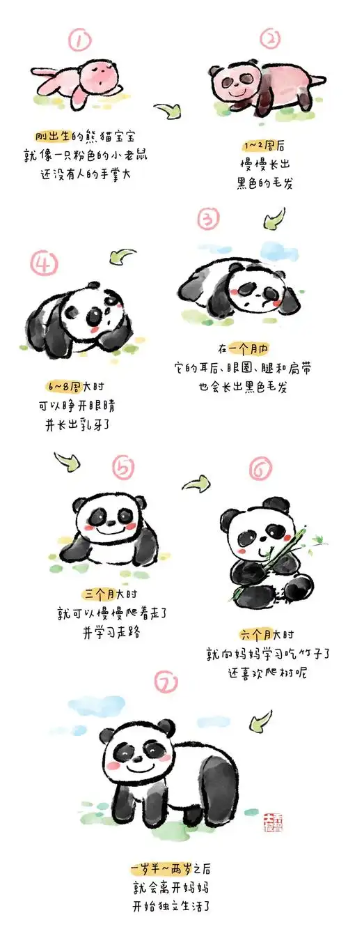 是粉色的它们出生时非常小大熊猫宝宝的成长过程非常有趣大熊猫成长过