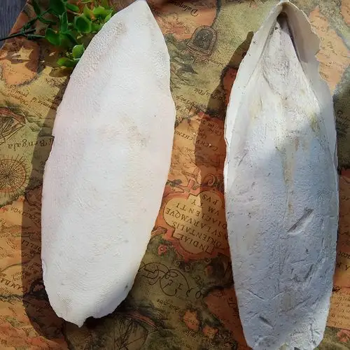 墨鱼骨 优质墨鱼骨500克 鹦鹉大个海螵蛸粉海蛸墨鱼骨乌贼骨包邮