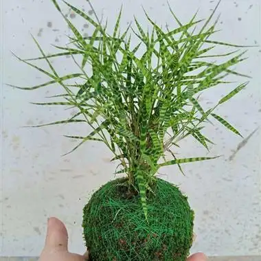 苔藓球虎斑竹一颗包邮可批量