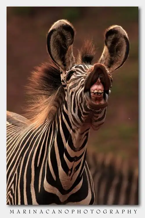 marina-cano 斑马-堆糖,美好生活研究所