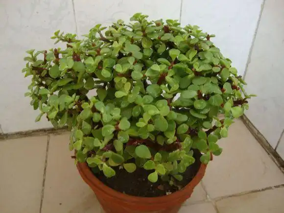 马齿苋树养殖方法 马齿苋树繁殖方法