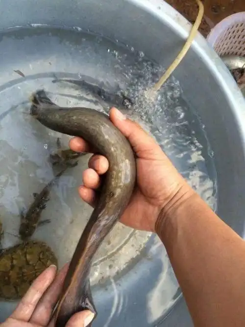 鳅王?半米长的泥鳅背上长满倒刺,太大了能吃吗?