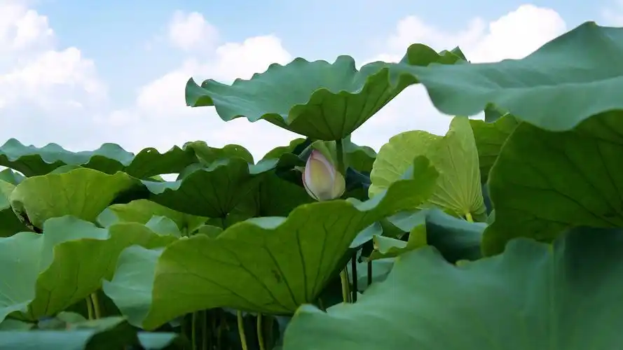 大片绿色荷叶图片大全-花卉壁纸-高清花卉图片-第4图-娟娟壁纸