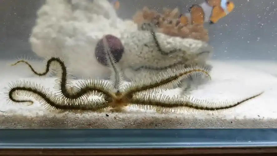 近距离观察蛇海星