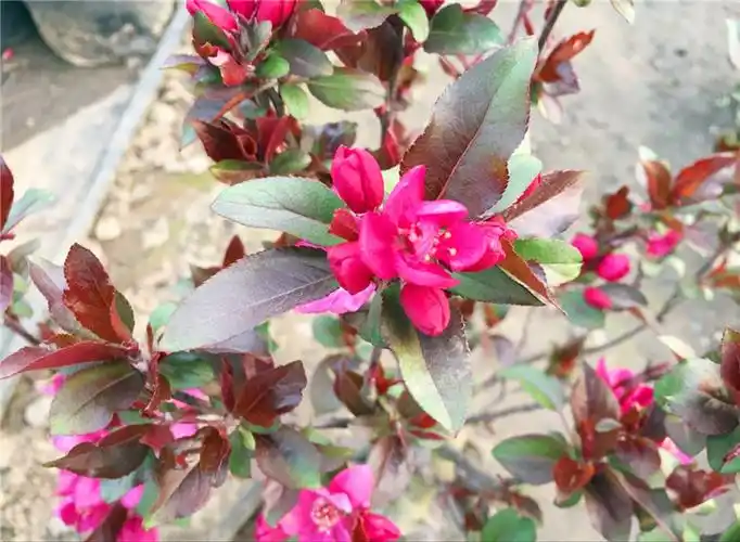 北美海棠树苗盆景贵人果北美海棠 红花白花盆景苗 海棠东红果矮桩盆景