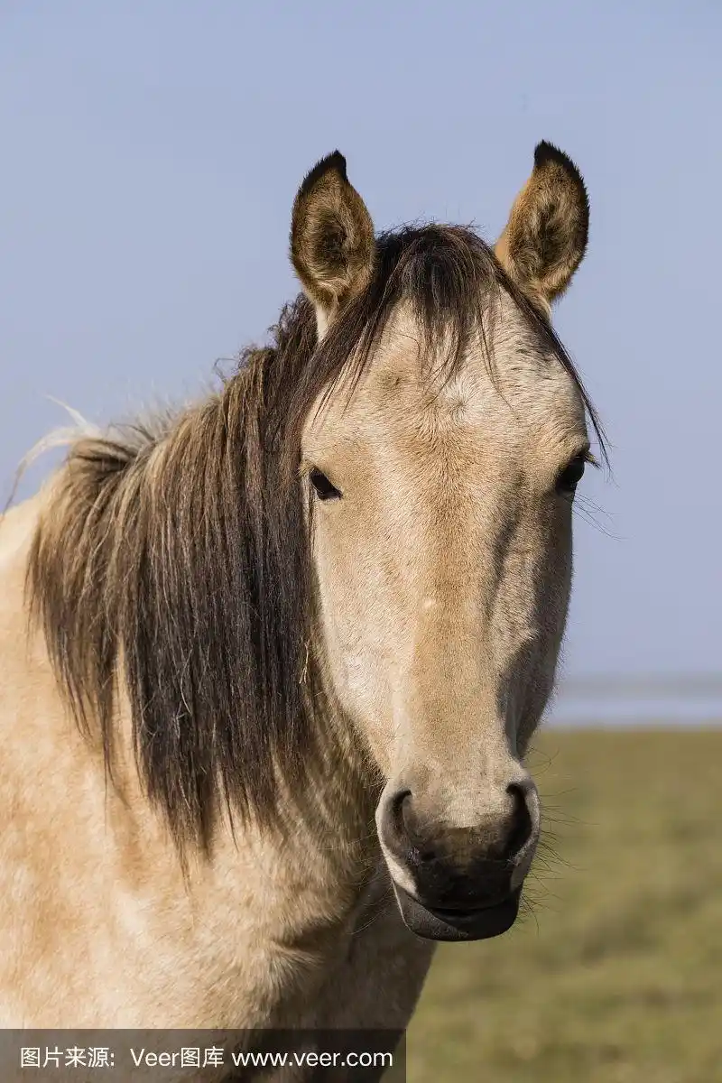 吉尔吉斯斯坦松库尔湖马头的特写