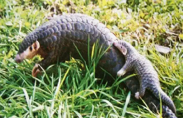 浙江一官员吃穿山甲被党内警告处分(图)