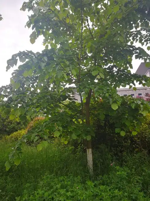 这是一棵八角枫树,其根叫白龙须,是一味中药,有镇惊,止痛作用.