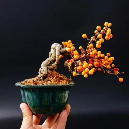 怡景园 日本小品蔓梅凝 临水 花果盆景 微型盆栽 实物拍摄1