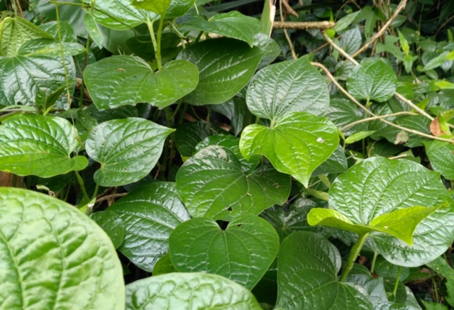 1/6 这种常见的野草,治疗跌打损伤有奇效!