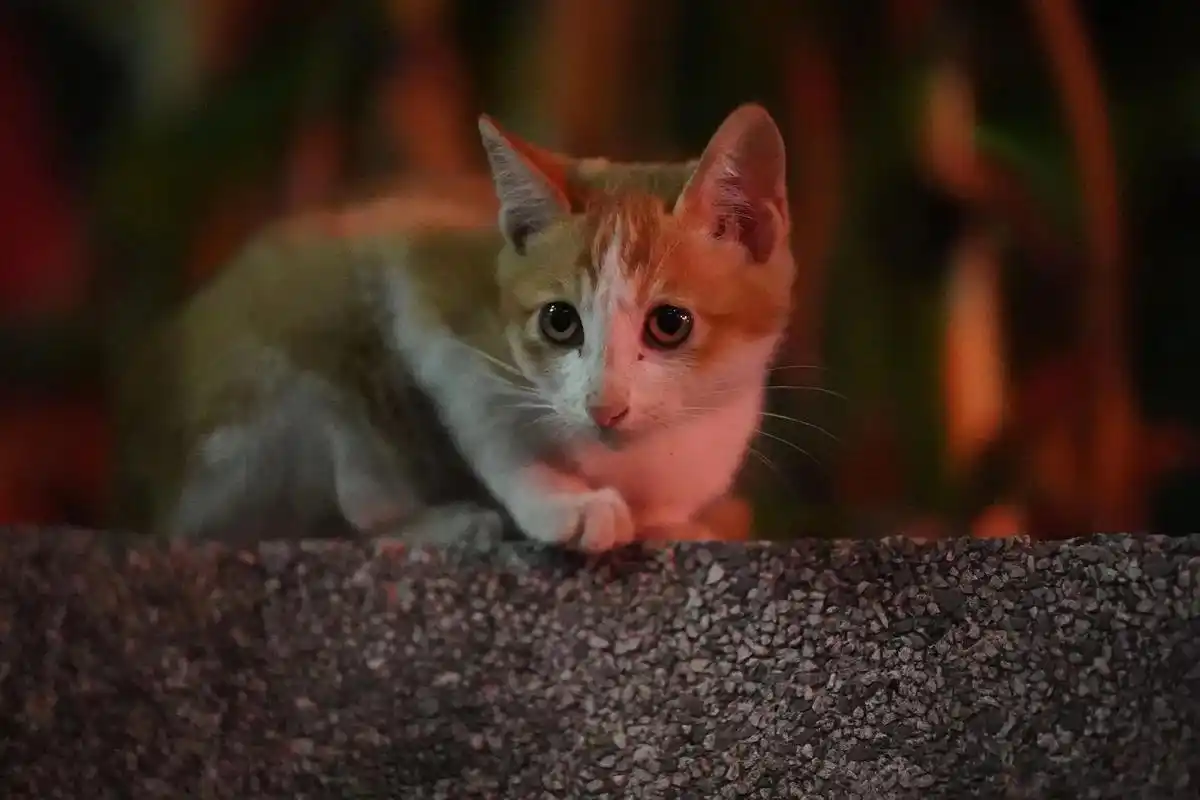 抓小猫去了.本来想着这一群小猫这个冬天可能有点难过,本来已经 - 抖
