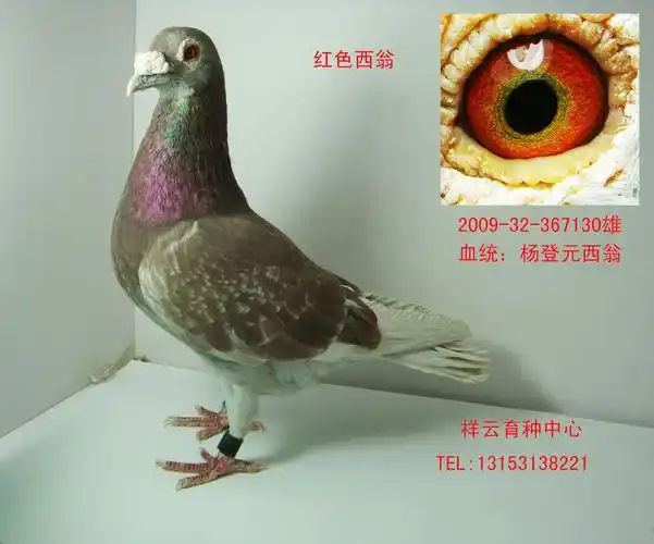 红色西翁(已售肥城张先生