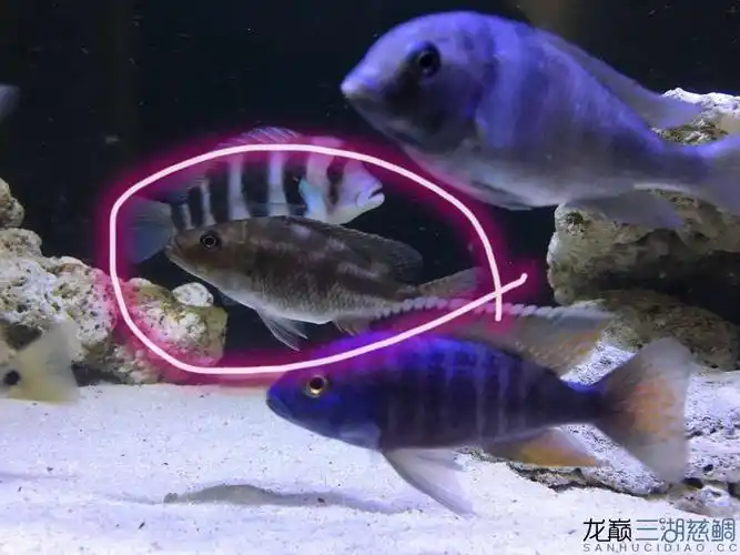 69 三湖慈鲷学堂 69 前辈们帮忙看看我这条红马面是脱缸了吗?