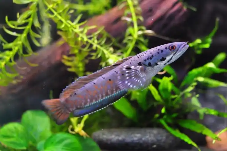 [鱼友广告] 幻彩蓝宝石雷龙!