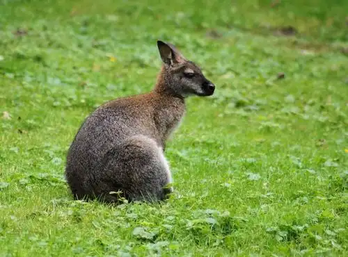 kangaroo,marsupial,animal,meadow,australia,wildlife,nature