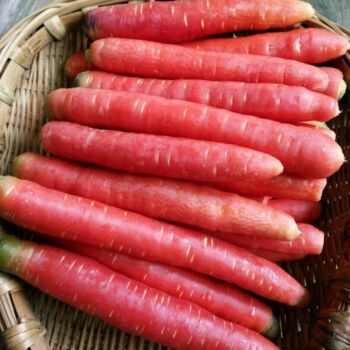 红萝卜沙地脆甜胡萝卜水果胡萝卜 净重8斤 四川红胡萝卜【精选装】