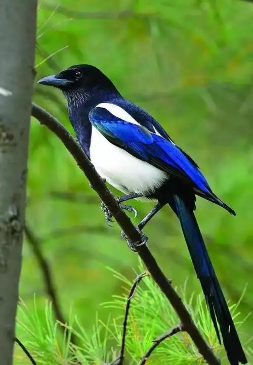 连老鹰都不捕食的喜鹊,为什么没有泛滥成灾?喜鹊的天敌是什么?