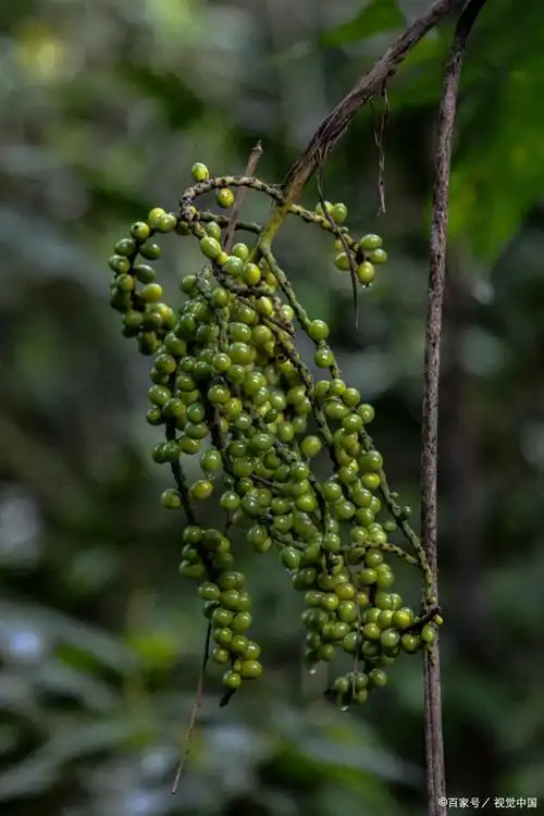 认识植物——山苍子