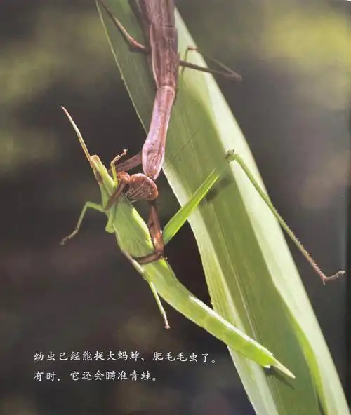 给娃的小科普:螳螂与蚱蜢