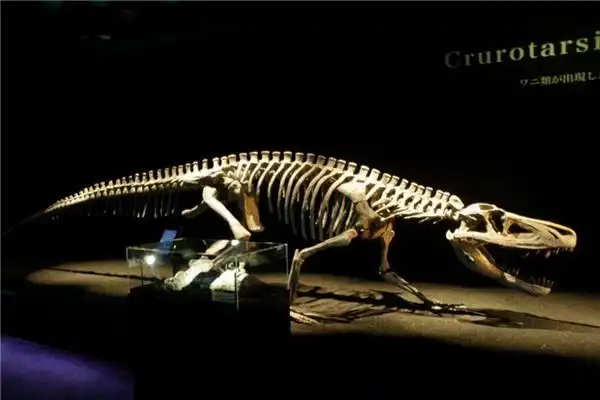 蜥鳄一种已经灭绝的动物被认为是恐龙