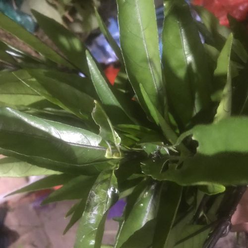 跌打外敷野生草药驳骨草 小驳骨草 驳骨丹新鲜500g