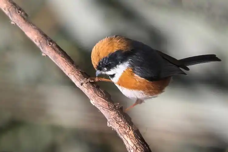 红头长尾山雀俗名:小老虎,中国最小的鸟