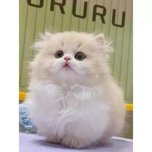 拿破仑矮脚猫幼猫纯种银白乳白纯白三花金加白金渐层短腿猫米努特