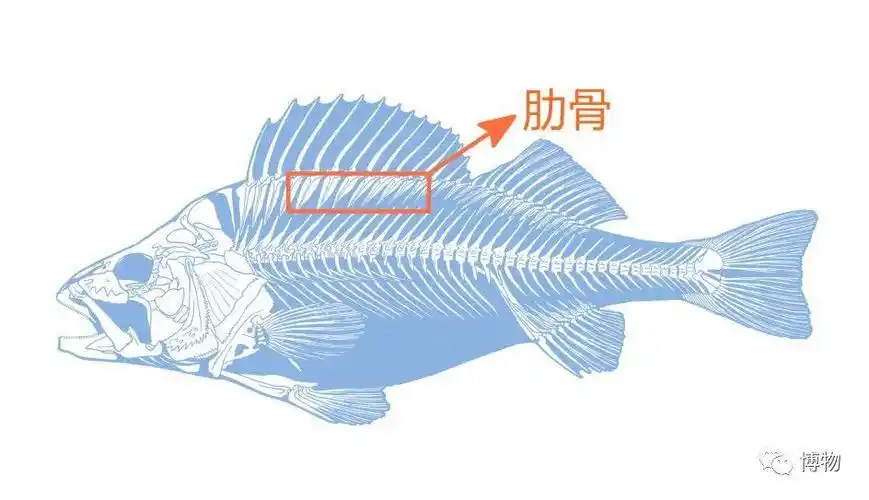 博物鱼刺卡喉好疼长在鱼身上鱼疼不疼